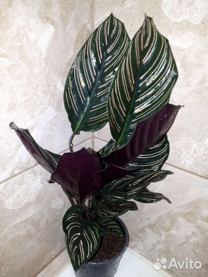 Калатея Сандериана