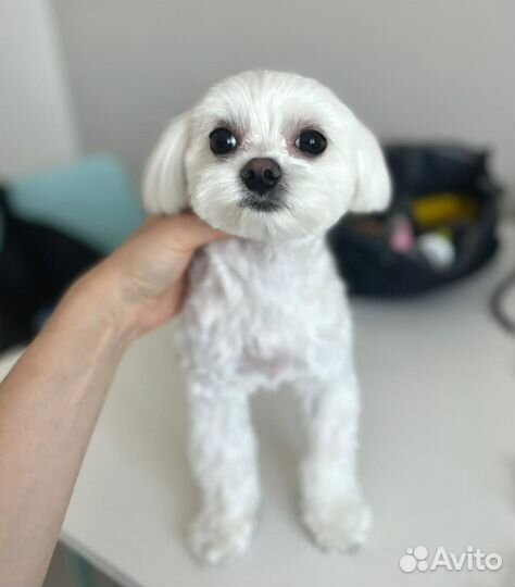 Грумер / Стрижка собак и кошек / Груминг