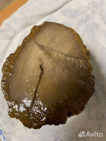 Бивень рог окаменелость