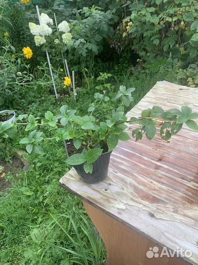 Гортензия French bolero