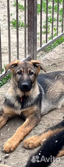 Сука рабочего разведения немецкой овчарки
