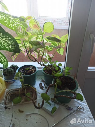 Отдам в добрые руки цветы бесплатно