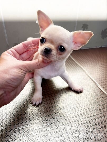 Мальчики и девочки чихуашечки