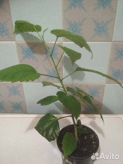 Гибискус (китайская роза)