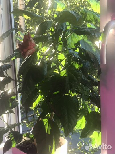 Китайская роза