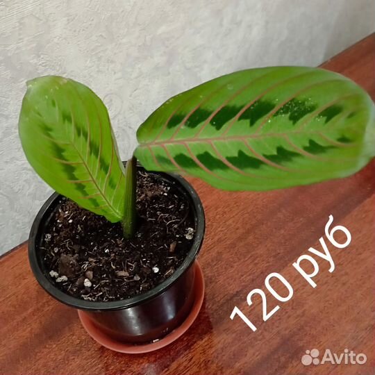 Черенки комнатных цветов