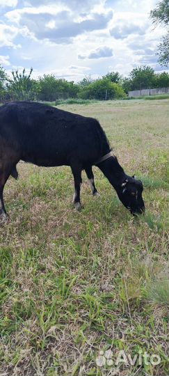 Коза ламанча