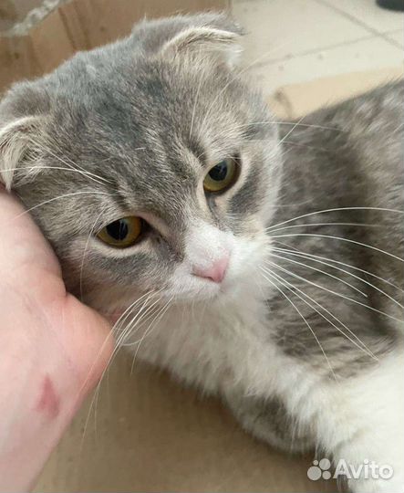 Вислоухий котик