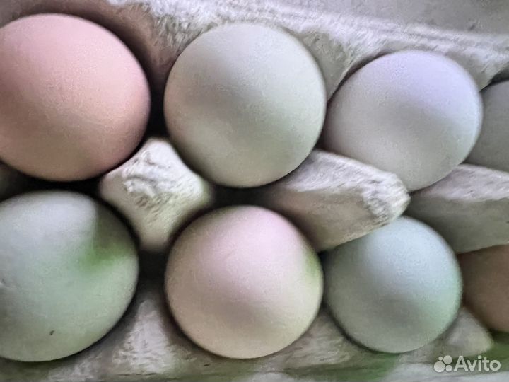 Инкубационное яйцо кур разных пород