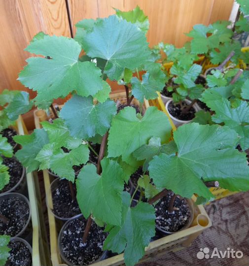 Саженцы и черенки винограда