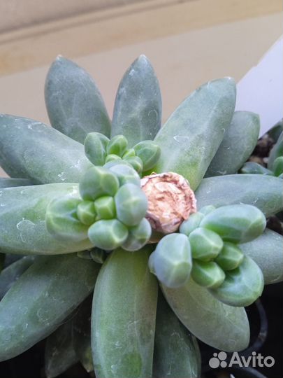 Суккуленты