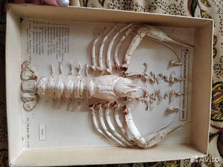 Скелет рака