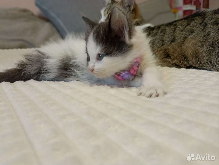 Кошка в дар