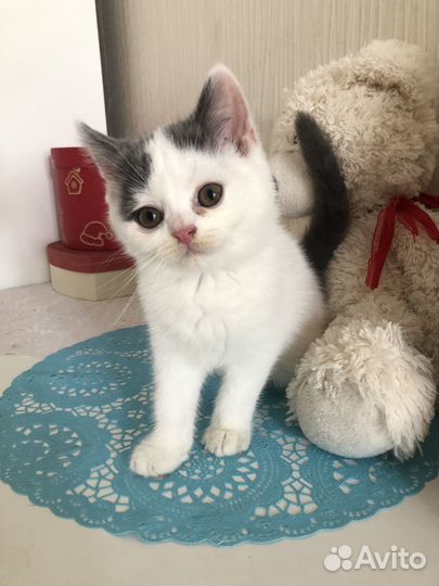 Котик в добрые руки