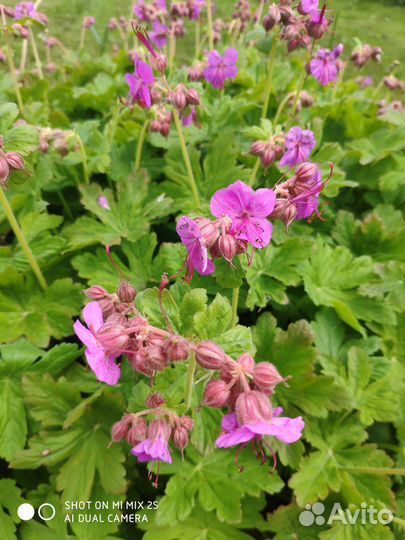 Хоста, Октябрина, Пеларгония