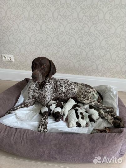 Щенки курцхаара