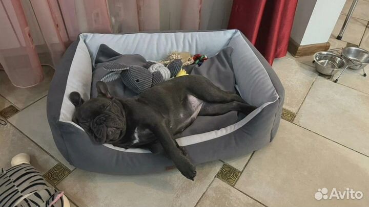 Дрессировка и воспитание собак / Кинолог с опытом