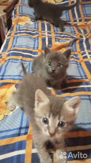 Котята в добрые руки даром бесплатно