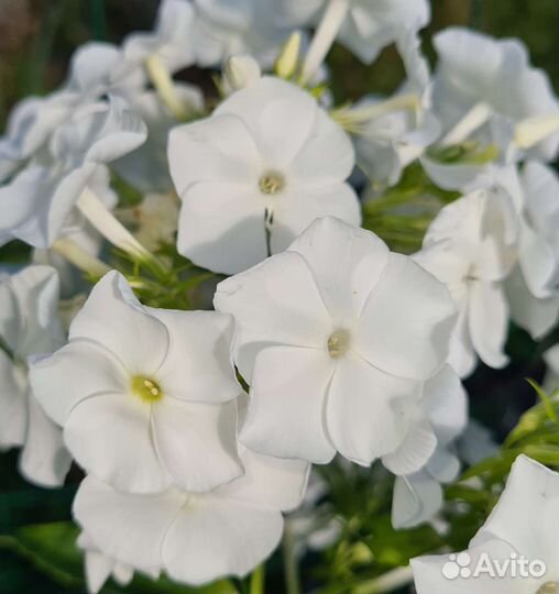 Флоксы сортовые