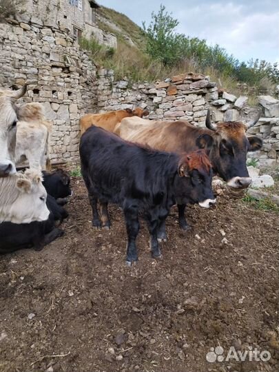 Телята, телки