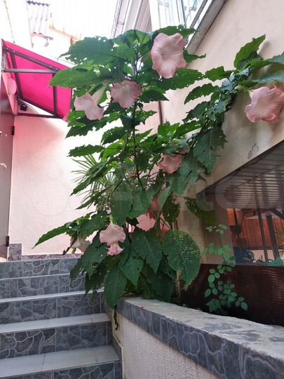 Квартира-студия, 20 м², 1/2 эт.