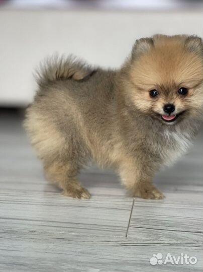 Щенки померансного шпица