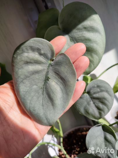 Сциндапсус Хиро, Платинум, Moonlight-мунлайт