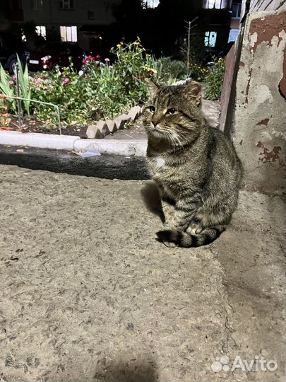 Кошка в дар бесплатно