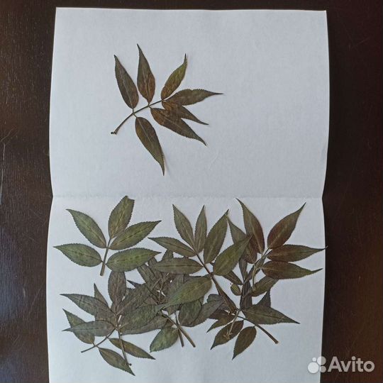 Засушенные цветы. Гербарий