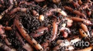 Черви Старатель