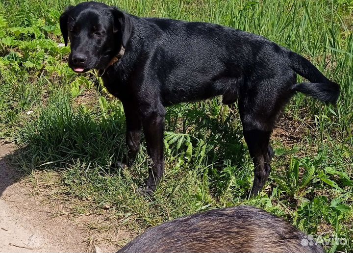 Щенок мальчик 11 мес., отдам