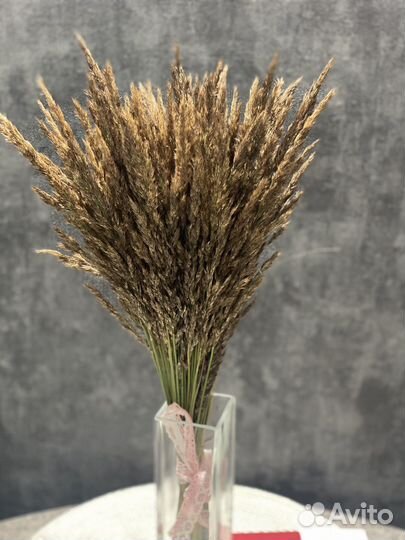 Сухоцветы для творчества