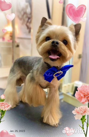 Красивые стрижки собакам. Мастер с опытом