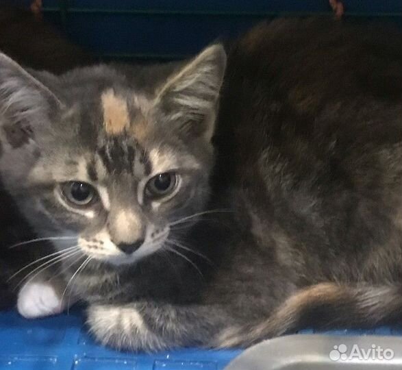 Отдам в добрые руки