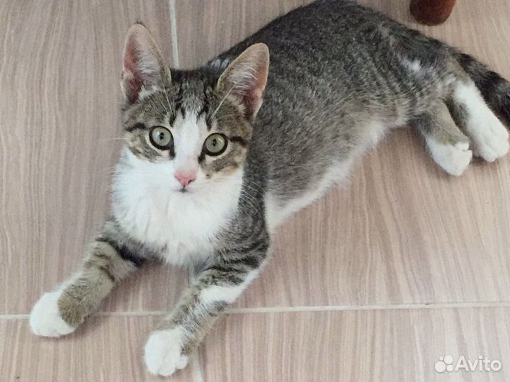 Котенок-мальчик