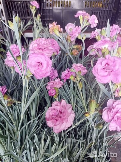 Гвоздика Дабл роуз