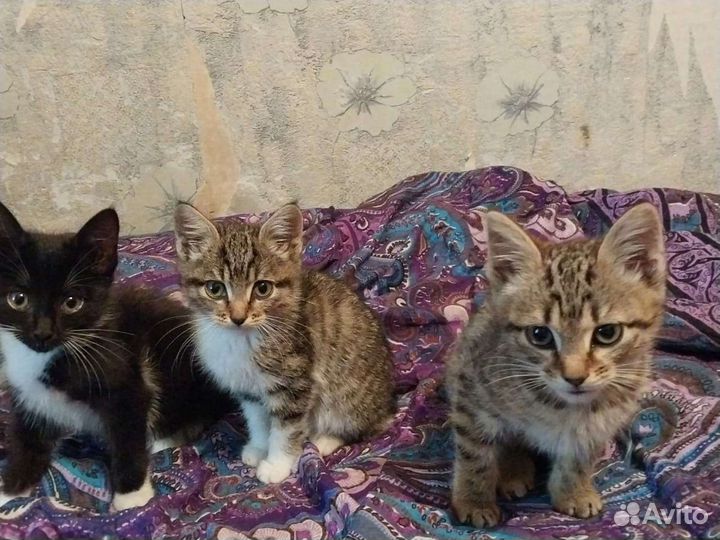 Котята ищут дом