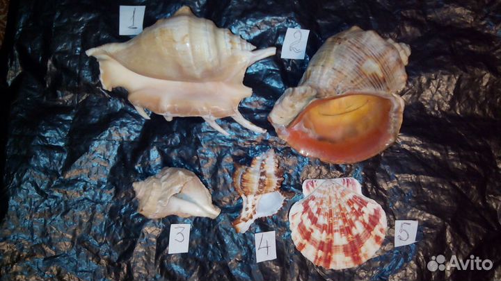 Красивые морские ракушки