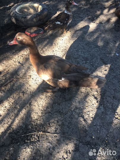 Мускусные утки тяжелые линии