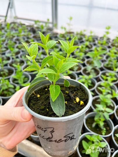 Гортензия метельчатая