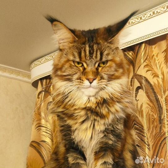 Мейн-кун девочка