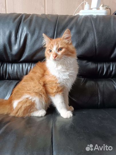 Супер ласковый кот