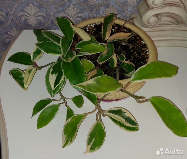 Хойи сортовые