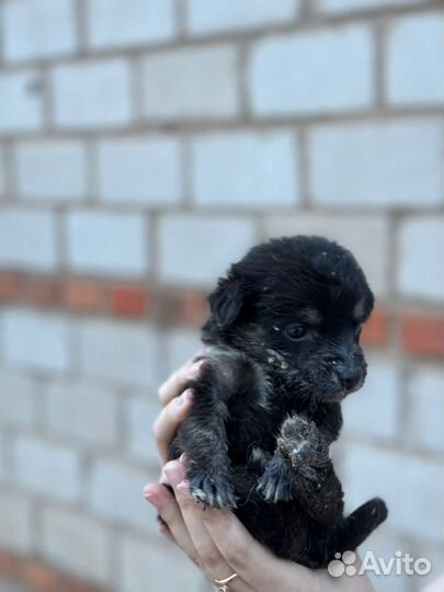 Собака в добрые руки щенок