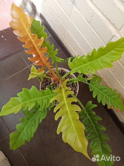 Филодендроны Принц Оранж Клубничный Шейк