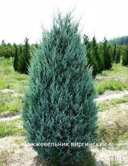 Можжевельник Виргинский