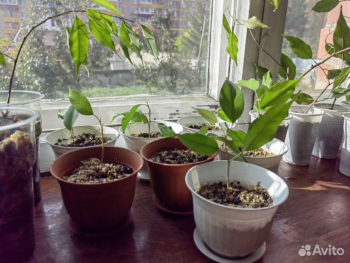 Фикус бенджамина