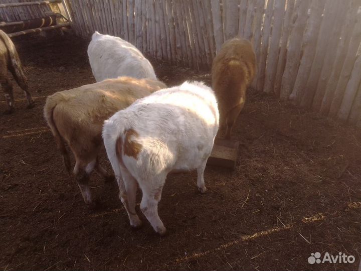 Продам тёлочек, бычков