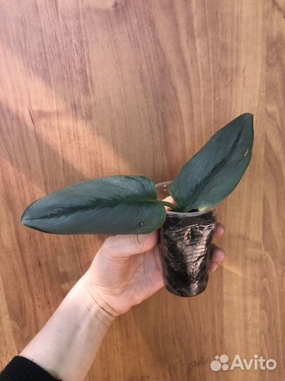 Сциндапсус мунлайт