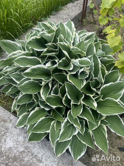 Хосты и гейхеры